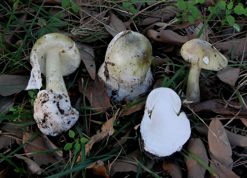 amanita phalloides